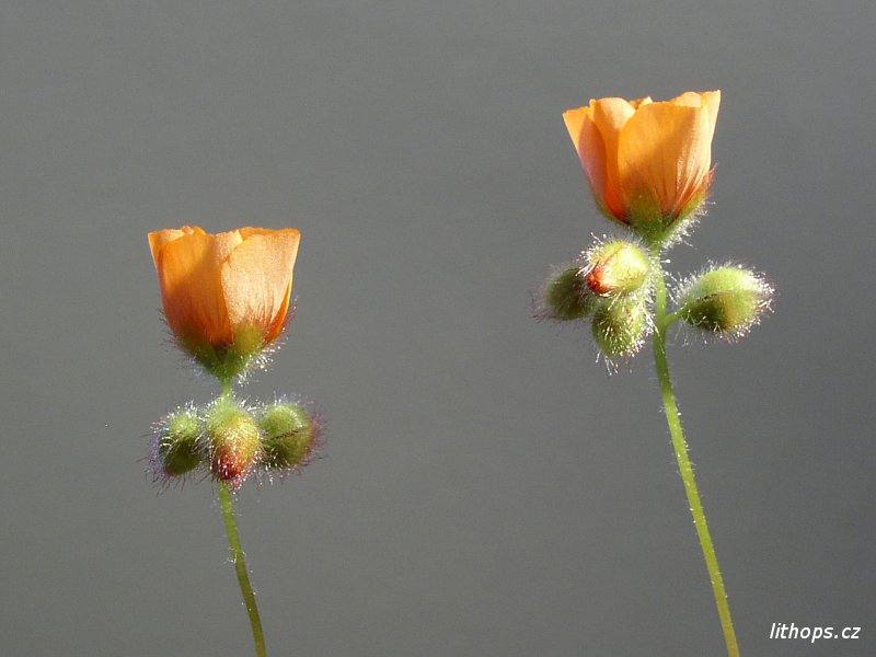 Drosera barbigera květy