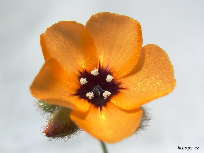 Drosera barbigera detail květu
