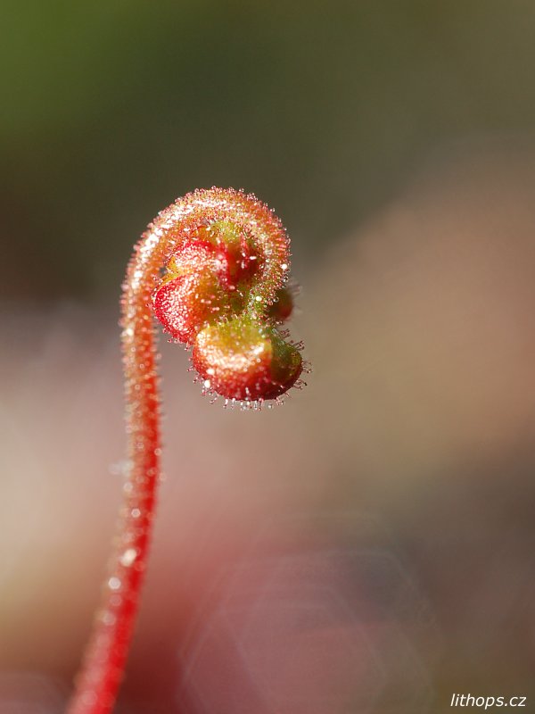 Drosera closterostigma květenství