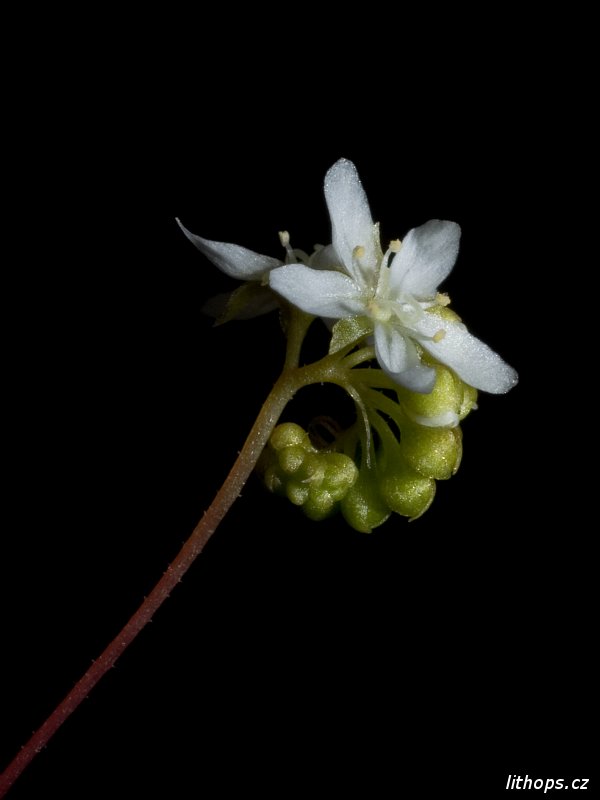 Drosera paleacea ssp. paleacea květ