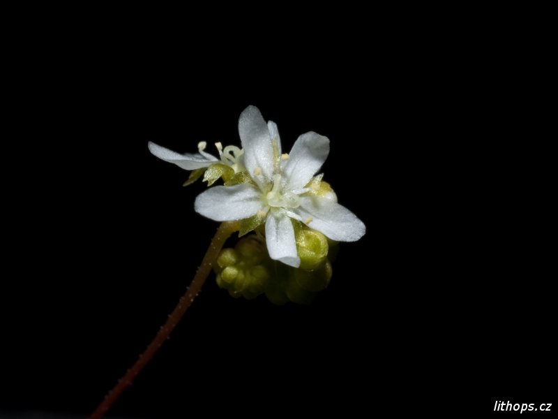 Drosera paleacea ssp. paleacea květ